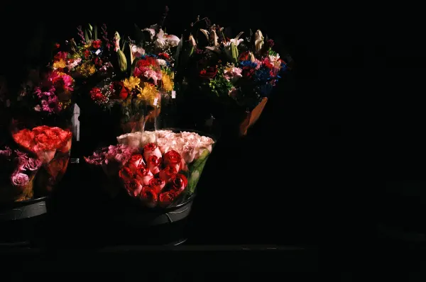 Bodega Flowers, frame 1 of 9