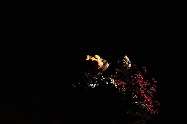 Bodega Flowers, frame 6 of 9