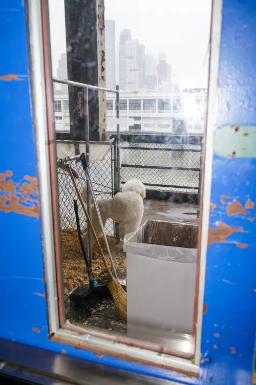 Meet the Breeds, frame 10 of 23
