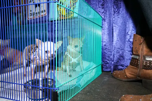 Meet the Breeds, frame 12 of 23