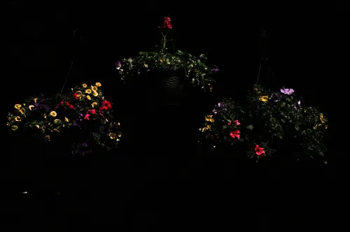 Bodega Flowers, frame 8 of 9